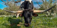 Texas Longhorn Cow Closeup