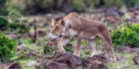 The Stalker - African Lion