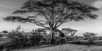 The Tree of Life Kenya