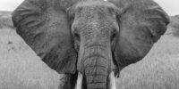 Those Ears African Elephant