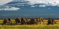 Walking Through Amboseli African Elephant