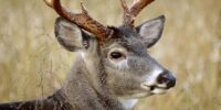 White-tailed Deer Portrait