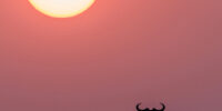 Wildebeest Sunset