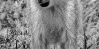 Yellow Baboon Black and White