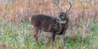 Young Buck - WHite-tailed Deer Smokies