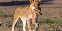 You're Coming With Me - African Lion