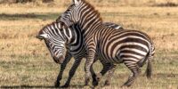 Zebra Disagreement