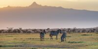 Zebras at Mt. Kenya Sunrise