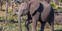 African Elephant Calf