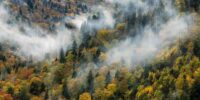 In the Great Smoky Mountains National Park, a misty forest in autumn splendor is partially obscured by swirling fog, capturing a blend of vibrant fall colors and the ethereal beauty of nature. The variety of trees presents a palette of reds, oranges, yellows, and greens, creating a striking contrast against the white mist.