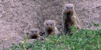 Banded Mongoose