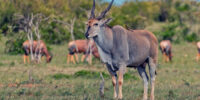 Eland Bull