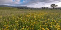 A scenic meadow bursts with yellow wildflowers, set against a backdrop of rolling hills and a cloudy sky. Lush greenery spills across the landscape, suggesting a vibrant and healthy ecosystem. Cades Cove, Great Smoky Mountains National Park.