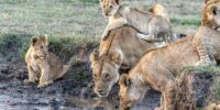 Hammerkop Lion Pride at Waterhole