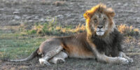 Lambalang African Lion