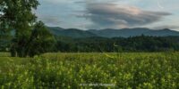 Lightning bugs or Fireflies dance in the sky at dusk in Cades Cove, Great Smoky Mountains National Park. Tennessee