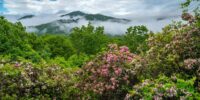 Lush greenery and blooming pink flowers dominate the foreground, providing a vibrant contrast to the misty mountains in the background. Low clouds or fog weave through the tree-covered hills, adding a sense of mystery and serenity to the scenic landscape along the Blue Ridge Parkway in North Carolina.