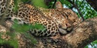 Naptime - Leopard