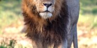 The male lion Oloisula, which translates to Winner, strides forward with a focused gaze highlighting its presence as a magnificent predator. A member of the Enisikira break away pride, sunlight filters through the scene, casting a warm glow on his coat and creating a soft background of greenery.