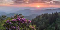 A vibrant sunset dips below the horizon, painting the sky with warm colors over a layered mountain landscape. In the foreground, clusters of purple Rhododendrons add a burst of color to the verdant green of the rolling hills along the Blue Ridge Parkway in North Carolina.