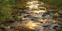 As the sun rises through the colors of autumn, it illuminates the Oconaluftee River as it flows through the Great Smoky Mountains National Park in North Carolina