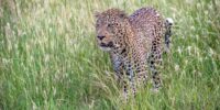 Stalking Through the Grasses - Leopard Male