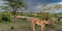 Storm Coming - OldIkidiki Pride African Lions