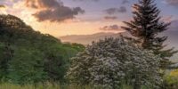 Along the Blue Ridge Parkway in North Carolina, glowing clouds adorn the early morning sky, as sunlight filters through them casting a warm glow over a mountainous landscape. A dense bush with white blooms dominates the foreground, contrasting with the dark evergreen beside it, creating a serene natural scene.