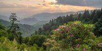 Along the Blue Ridge Parkway in North Carolina, lush greenery and vibrant pink flowers frame a view of rolling hills shrouded in a light mist, while the sun sets behind clouds, casting a warm glow over the landscape. The layers of mountains receding into the distance create a sense of depth and vastness under a dramatic sky.