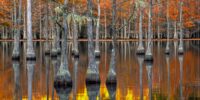 Golden Cypress Reflection