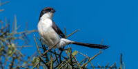 A African Magpie Shrike with black and white plumage perches on a thorny branch under a clear blue sky. The bird's elongated black tail stands out against the sparse greenery in the background. Kenya