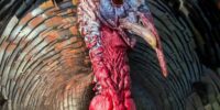 A close-up view shows the intricate details of a turkey's face and colorful feathers. The bird's beak, wattle, and iridescent plumage are clearly visible.