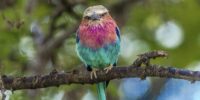 A Lilac-breasted Roller with vibrant plumage perches on a tree branch, surrounded by a lush, blurred green background. The bird's feathers display a striking combination of turquoise, pink, and violet hues.