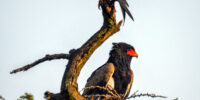 Two Bataleur Eagles with red faces and dark feathers perch on a bare tree branch. The birds, likely eagles, are positioned one above the other, gazing in different directions.