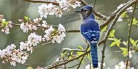 A blue jay is perched on a branch surrounded by blooming white and pink flowers. The background features soft green hues, enhancing the vibrant blue feathers of the bird.