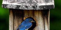 A bluebird perches on top of a weathered wooden birdhouse while another bluebird peers out from a hole in the birdhouse. The background is a blurred lush green, highlighting the vibrant colors of the birds.