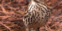 A Brown Thrasher with brown and white speckled plumage stands on a bed of dried pine needles. It has a sharp beak and prominent yellow eyes that stand out against its muted feathers.