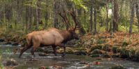 A majestic elk with large antlers crosses a shallow, rocky stream in a forest setting. Sunlight filters through the trees, illuminating patches of the forest floor covered in fallen leaves.