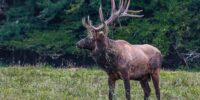 A magnificent elk with large antlers stands in a grassy field, surrounded by lush green trees. Grass and foliage are hanging from its antlers, possibly from grazing or fighting. Cataloochee Valley, Great Smoky Mountains National Park, North Carolina.