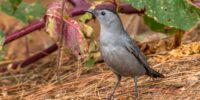 A Catbird stands on the forest floor surrounded by dry pine needles and colorful leaves. It appears to be attentively watching its surroundings.