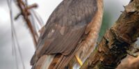 A Cooper's Hawk with sharp eyes and a fierce beak is perched on a tree branch. Its feathers exhibit shades of brown and gray, blending well with the bark of the tree.