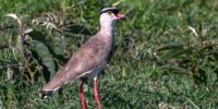 A Crowned Lapwing with a distinctive black and white head and long red legs stands amidst lush green vegetation. The bird's body is predominantly brown with a white underbelly. Kenya