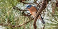 A Bluebird with its blue and orange plumage perches on a branch surrounded by long green pine needles. The background features a soft-focus view of the tree's foliage.