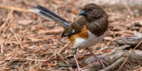 A female Eastern Towhee with a brown body, black head, and white chest stands on a forest floor covered in pine needles and twigs. The bird's red eyes and long tail are prominent as it looks to the left.