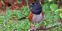 A male Eastern Towhee with vibrant black, white, and reddish-brown plumage perches on a branch surrounded by green foliage. The background is a mix of green grass, leaves, and some blurred elements that enhance the focus on the bird.