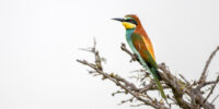 A European Bee-eater with vibrant feathers perches on a bare branch against a muted background. The bird's vivid plumage contrasts with the simplicity of the surrounding environment.