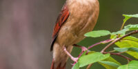 A Female Northern Cardinal with reddish-brown plumage and an orange beak perches on a branch with vibrant green leaves. The background is a mix of blurred greens and browns, creating a natural setting.