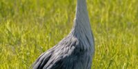 A Gray Crowned Crane with a striking crown of golden feathers stands in a vibrant green field. Its sleek gray body and contrasting black and red facial markings make for a visually striking appearance.