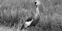 A Gray Crowned Crane stands gracefully in tall grass, its elegant plumage and distinctive crest captured in black and white. The bird's pose and the surrounding vegetation create a serene and natural scene. Kenya