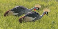 Two grey crowned cranes are gracefully walking through a lush green field. Their distinctive yellow crowns and elegant plumage stand out vividly against the verdant grass.